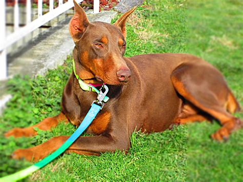 Henson%27s doberman pinscher puppies - Nathan Henson Has Puppies For Sale Nathan Henson Has Puppies For Sale ... 2 Male Doberman Pinscher Puppies. DOB: 04/07/2023 (4 months old) Males: 2. Females: 0 ...